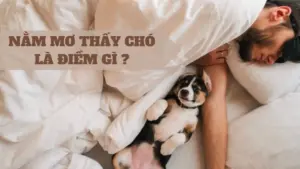 Nằm mơ thấy chó là điềm gì?
